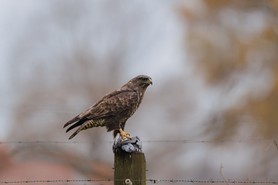 Bussard_03-12-22_FX50832.jpg