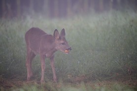 Rehe_17. September 2021Rehe__Z629209.jpg