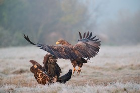 Seeadler_20-10-22_Z093771.jpg