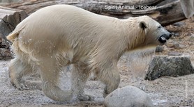 Spirit Animal_Icebear.jpg