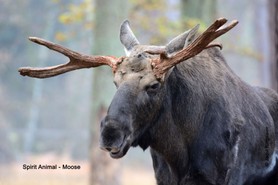 Spirit Animal_Moose.jpg