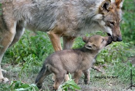 Wolf_Begging for food.jpg