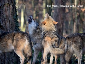 Wolf_Howling in the forest.jpg