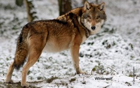 Wolf_in the winter.jpg